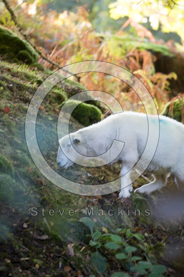 Beckermet Valley Lakeland Sheep - Lakeland Photos - Art Prints Beckermet Valley Lakeland Sheep