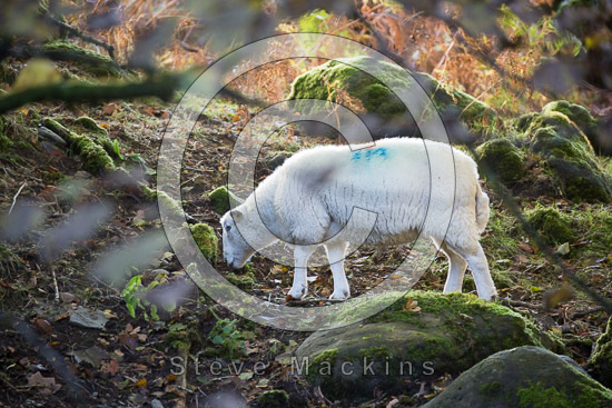 Troutbeck (Penrith) Valley Herdwick Sheep - Lakeland Photos - Art Prints Troutbeck (Penrith) Valley Herdwick Sheep