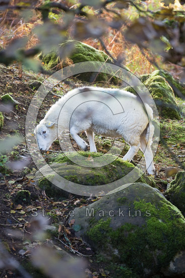 Hart Side Lake district Sheep