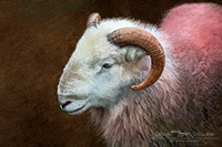 Herdwick, Gowbarrow Fell, Illgill Head, Broughton, Knott, The, Herdwick Sheep, Herdwick Sheep Oil Painting, Colby, Torpenhow, Great Rigg, Sale Fell, Hartsop above How, Walla Crag, Herdwick Drawings, Herdwick Wall Art, Herdwick Sheep Acrylic Paintings, Roa Island, Herdwick Sheep Oil Painting, Portinscale, Nenthead, Houghton, Herdwick Sheep Sketch, Lakeland, Mixed-Media Herdy Art, Herdwick Artwork, Mungrisdale Common, Burgh by Sands, Herdy Sketches, Herdwick Sheep Oil Pastels, Whitehaven, Glassonby, Bakestall, Souther Fell, High Spy,  Lake District, Cumbria.