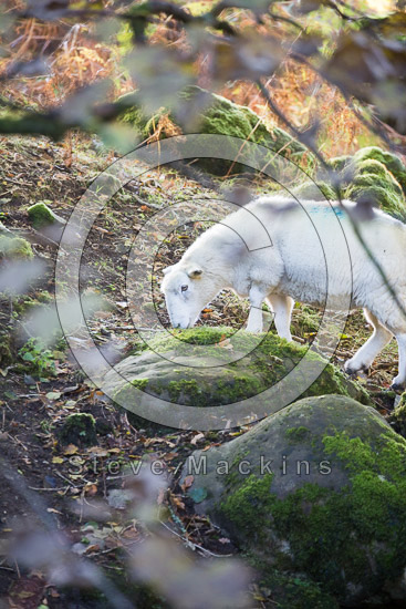 Knott, The Farm Herdwick - Lakeland Photos - Art Prints Knott, The Farm Herdwick
