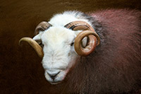 Lakeland Sheep, Lindal in Furness, Herdwick Sheep, Thunacar Knott, Ainstable, Warwick Bridge, Red Pike (Wasdale), Great Cockup, High Pike (Caldbeck), Herdwick Sketches, Brougham, Flookburgh, Heversham, Herdwick, Salkeld Dykes, Carl Side, Tarn Crag (Far Eastern Fells), White Side, Kirk Fell, Herdwick, Herdwick Sheep Sketch, Herdwick Art Studio, Waterhead, Herdwick Ewe, Nether Wasdale, Herdwick Company,  Lake District, Cumbria.