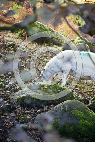 Burnbank Fell Herdwick - Lakeland Photos - Art Prints Burnbank Fell Herdwick