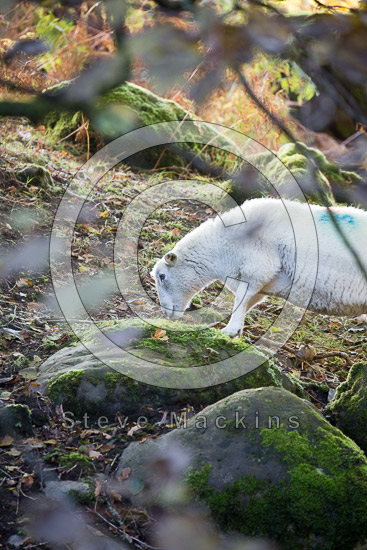 Hopegill Head Farm Lake district Sheep