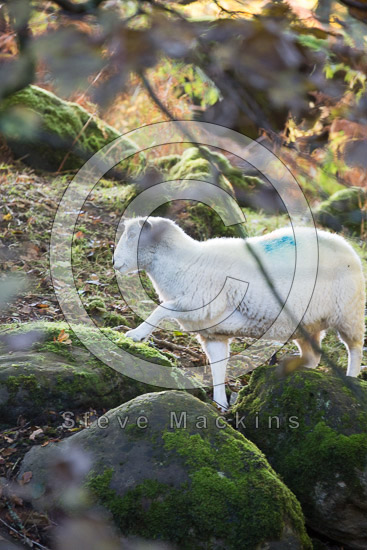 Fairfield Valley Herdwick - Lakeland Photos - Art Prints Fairfield Valley Herdwick