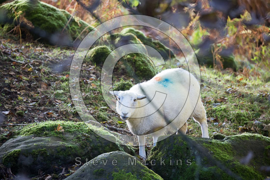 Dow Crag Lakeland Sheep - Lakeland Photos - Art Prints Dow Crag Lakeland Sheep