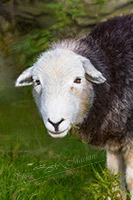 Hoff, Nethermost Pike, Hutton Roof (Kirkby Lonsdale), Urswick Great and Little, High Seat, Pike of Stickle, Herdies, Rottington, Cartmel Fell, Grey Crag, Meal Fell, Herdwick Sheep Acrylic Paintings, Herdwick Sheep Oil Pastels, Barrows Green, Herdwick Sheep Prints, Aglionby, Oxen Park, Herdwick Sheep Art Studio, Herdy, Haycock, Grange Fell, Ard Crags, Herdwick Sheep Oil Painting, Herdy Sketch, Herdwick Sheep Art,  Lake District, Cumbria.