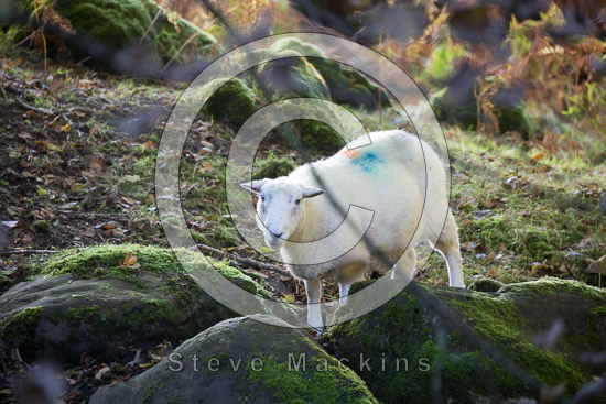 Seascale Herdwick - Lakeland Photos - Art Prints Seascale Herdwick