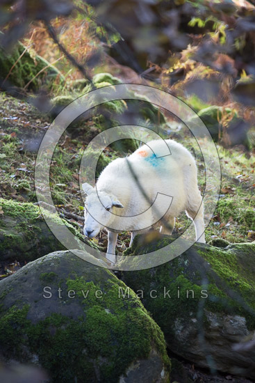 Bothel Field Herdwick