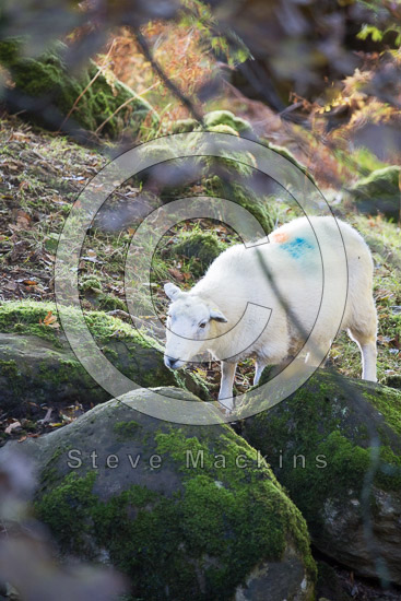 Blencow Valley Lakeland Sheep