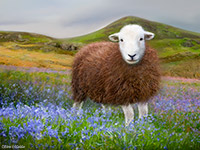 Herdwick Drawings, Keswick, Low Pike, Whiteless Pike, Torver, Pavey Ark, Herdwick Sheep Sketch, The Nab, Knott, The, Ling Fell, High Bankhill, Herdwick Sheep, Herdwick Wall Art, Dent, Thurstonfield, Far Sawrey, Pike of Stickle, Herdies, Herdy Sheep Artist, Great Rigg, Ulpha, Rosthwaite (Keswick), Herdwick Sheep Art Studio, Kendal, Gowbarrow Fell, Houghton, Barrow-In-Furness, Herdy, Scafell Pike, Herdy Sketches,  Lake District, Cumbria.