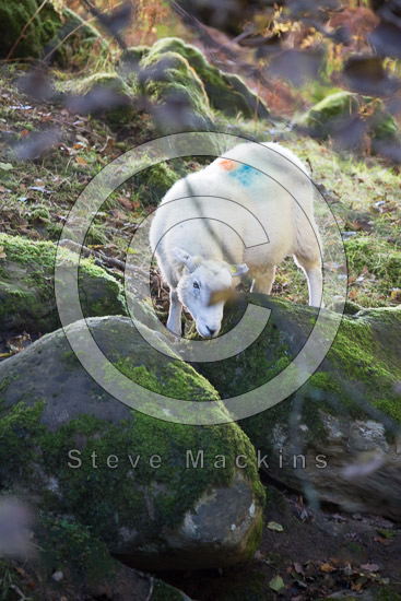 Carrock Fell Farm Lakeland Sheep - Lakeland Photos - Art Prints Carrock Fell Farm Lakeland Sheep
