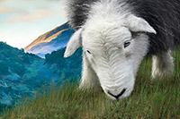 Herdies, Steel Knotts, Lingmell, Irton with Santon, Herdwick Company, Herdwick Art, Herdwick Art Studio, Low Wood, Carl Side, Wetherlam, Dove Crag, Broughton, Bootle, Herdwick Sheep Acrylic Painting, Glassonby, Herdwick Sketch, Herdwick Sheep Prints, Herdwick Artwork, Brae Fell, Eaglesfield, Far Arnside, Black Combe, Starling Dodd, Gilsland, Herdwick, Great End, Burnbanks, Cartmel, Herdwick Sheep, Herdwick Sheep Art, Nateby,  Lake District, Cumbria.