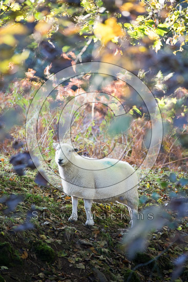 Wythburn Valley Herdwick Sheep - Lakeland Photos - Art Prints Wythburn Valley Herdwick Sheep