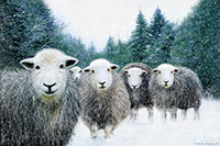 Kirkoswald, Herdwick Sheep, Herdwick Sheep Sketch, Brough, Buckbarrow, Herdwick Drawings, Sour Howes, Bromfield, Braithwaite, Dufton, Herdwick, Hilton, Herdy Sheep Artist, Hart Crag, St. Bees, Steel Knotts, Herdy, Herdwick Artwork, High Street, Blake Fell, Burnbank Fell, Herdwick Sheep Art, Knott Rigg, Dale Head, Burton-in-Kendal, Herdy Ewe, Herdy Art, Herdwick Sheep Prints, Lorton (High and Low),  Lake District, Cumbria.