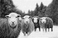 Herdwick Sheep Oil Painting, Herdwick, Lakeland Sheep, Garsdale, The Nab, Millom, Wandope, Herdwick Sheep Oil Painting, Herdy Art, Allen Crags, Great Orton, Shap, Selside, Herdy Ewe, Knott Rigg, Clifton, Pillar, Helm Crag, Great Corby, Pennington, Red Pike (Wasdale), Dollywaggon Pike, Herdwick Artwork, Herdy Sketch, Harrison Stickle, Herdwick Sheep Sketch, Herdy, Bridekirk, Herdwick,  Lake District, Cumbria.