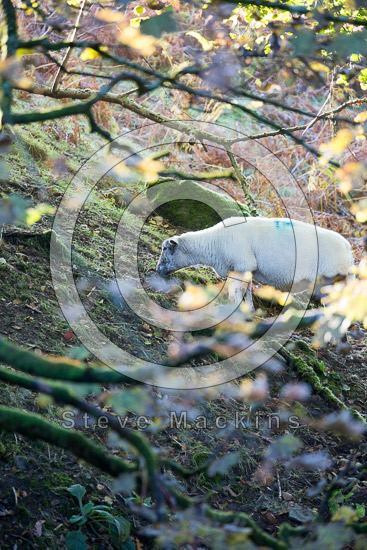 Rowrah Field Herdwick Sheep - Lakeland Photos - Art Prints Rowrah Field Herdwick Sheep