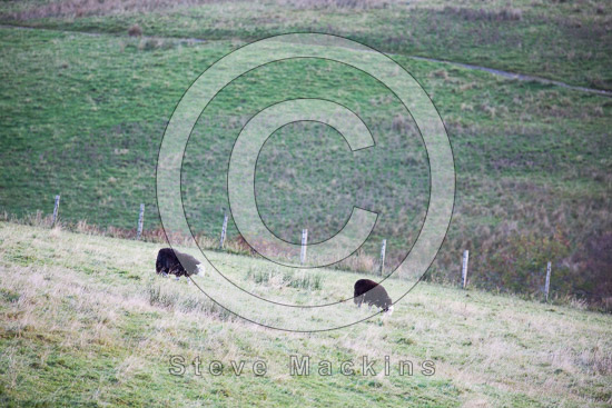 Whiteside Field Lakeland Sheep