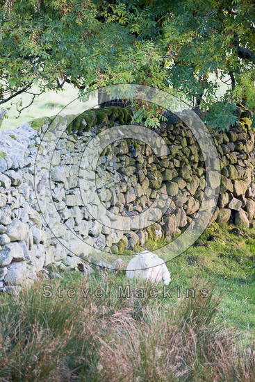Cliburn Farm Lake district Sheep - Lakeland Photos - Art Prints Cliburn Farm Lake district Sheep
