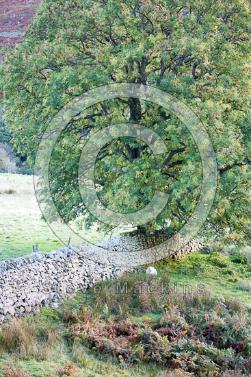 Scar Crags Farm Lakeland Sheep