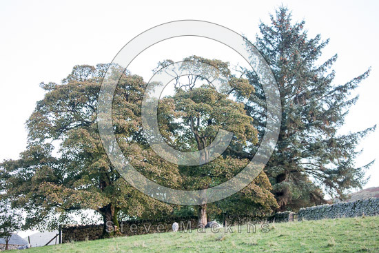 High Raise Herdwick Sheep