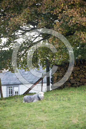 High Raise Farm Lakeland Sheep - Lakeland Photos - Art Prints High Raise Farm Lakeland Sheep