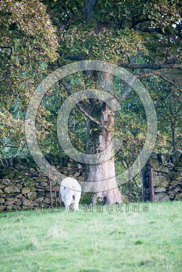 Helm Crag Lake district Sheep
