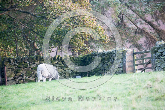 Catbells Field Herdwick