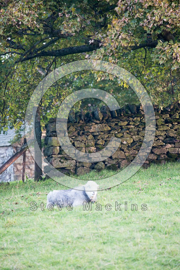 Beda Fell Lake district Sheep