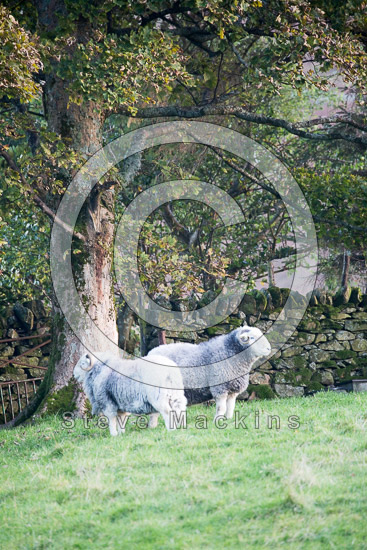 Silloth Herdwick