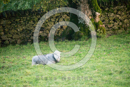Colby Farm Lake district Sheep