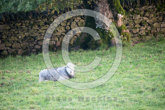 Great Calva Valley Herdwick