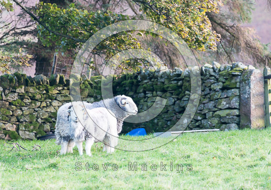 Ennerdale Bridge Lake district Sheep