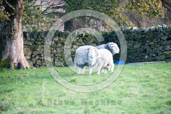 Bothel Valley Lake district Sheep