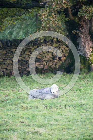 Lakeland Field Lake district Sheep