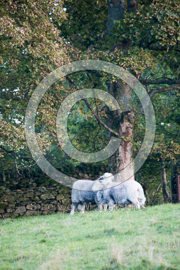 Hallbankgate Herdwick - Lakeland Photos - Art Prints Hallbankgate Herdwick