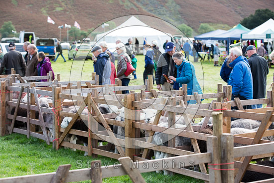 Troutbeck (Windermere) Valley Herdwick Sheep