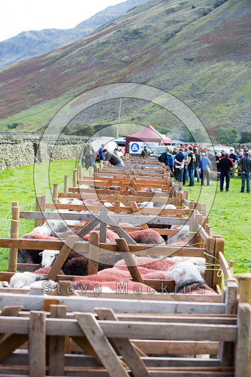 High Hartsop Dodd Field Lake district Sheep