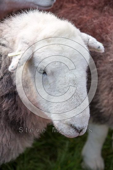 Greendale Farm Lake district Sheep - Lakeland Photos - Art Prints Greendale Farm Lake district Sheep