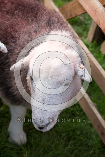 Kirkbampton Valley Herdwick - Lakeland Photos - Art Prints Kirkbampton Valley Herdwick
