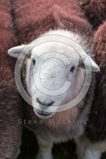 Dent Valley Lakeland Sheep - Lakeland Photos - Art Prints Dent Valley Lakeland Sheep