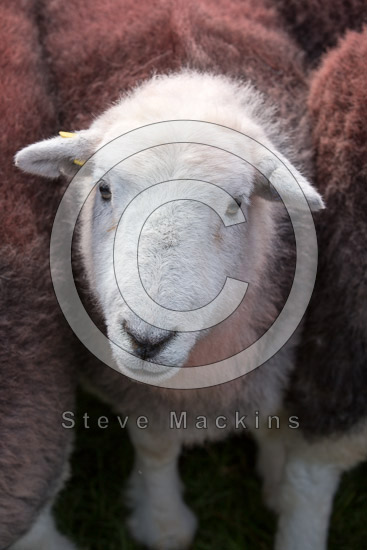 Talkin Farm Lake district Sheep - Lakeland Photos - Art Prints Talkin Farm Lake district Sheep