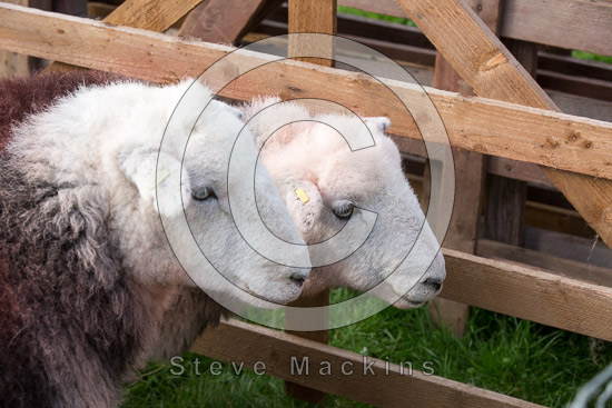 Caldbeck Valley Lakeland Sheep