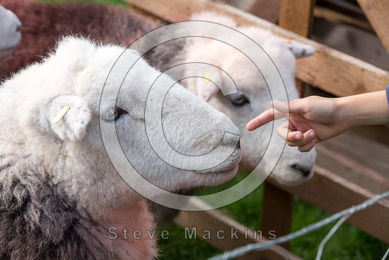 Seat Sandal Farm Herdwick