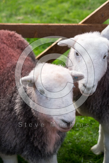 High Rigg Farm Herdwick Sheep - Lakeland Photos - Art Prints High Rigg Farm Herdwick Sheep