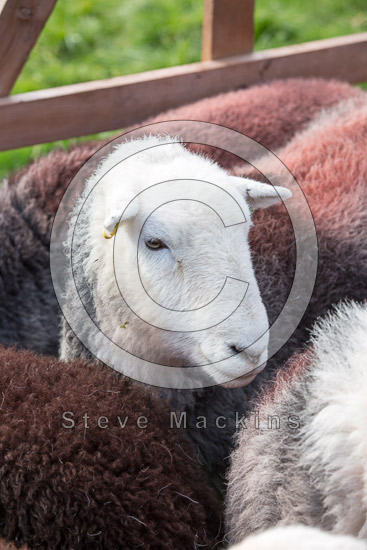 Vickerstown Farm Herdwick
