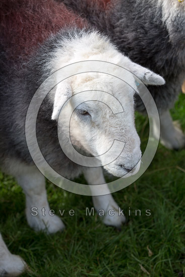 Brock Crags Farm Lake district Sheep