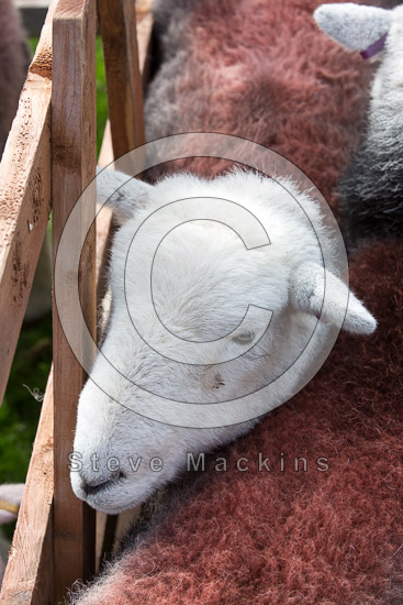 Piel Island Field Lakeland Sheep