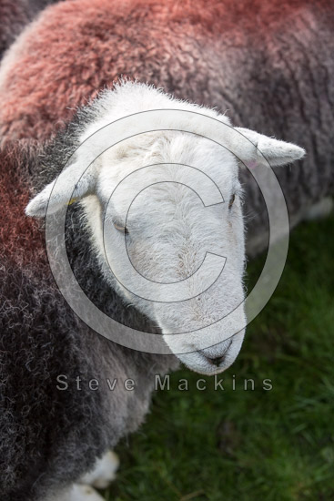 Souther Fell Field Herdwick