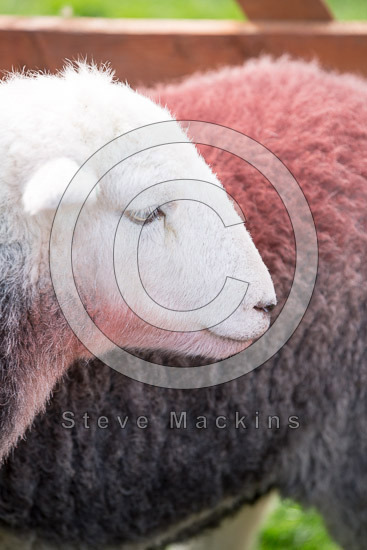 Gamblesby Lake district Sheep